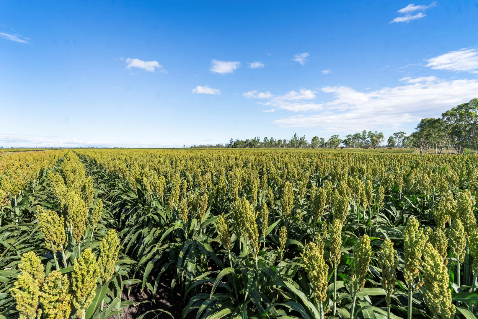 Additional image 2 of 1989 Millmerran Leyburn Road, Tummaville QLD 4352