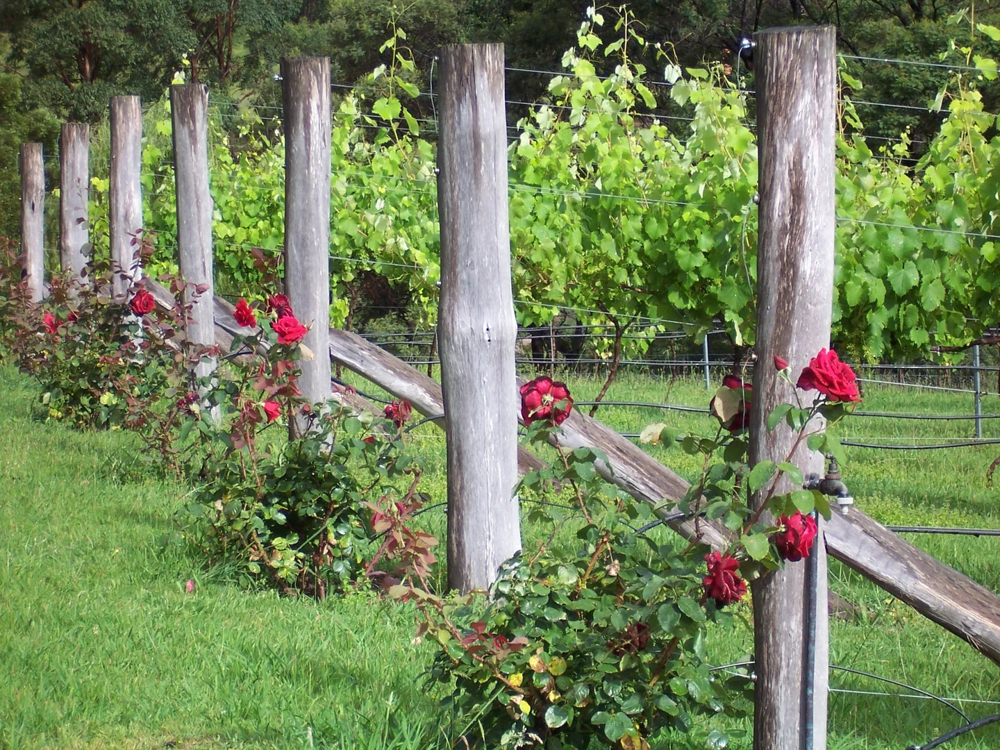 Additional image 36 of 1838 Big Jack Mountain Road, Rocky Hall NSW 2550