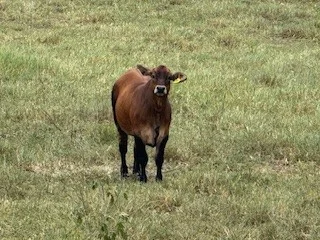 Additional image 13 of 142 PERRY RIVER FARMS RD, Morganville QLD 4671