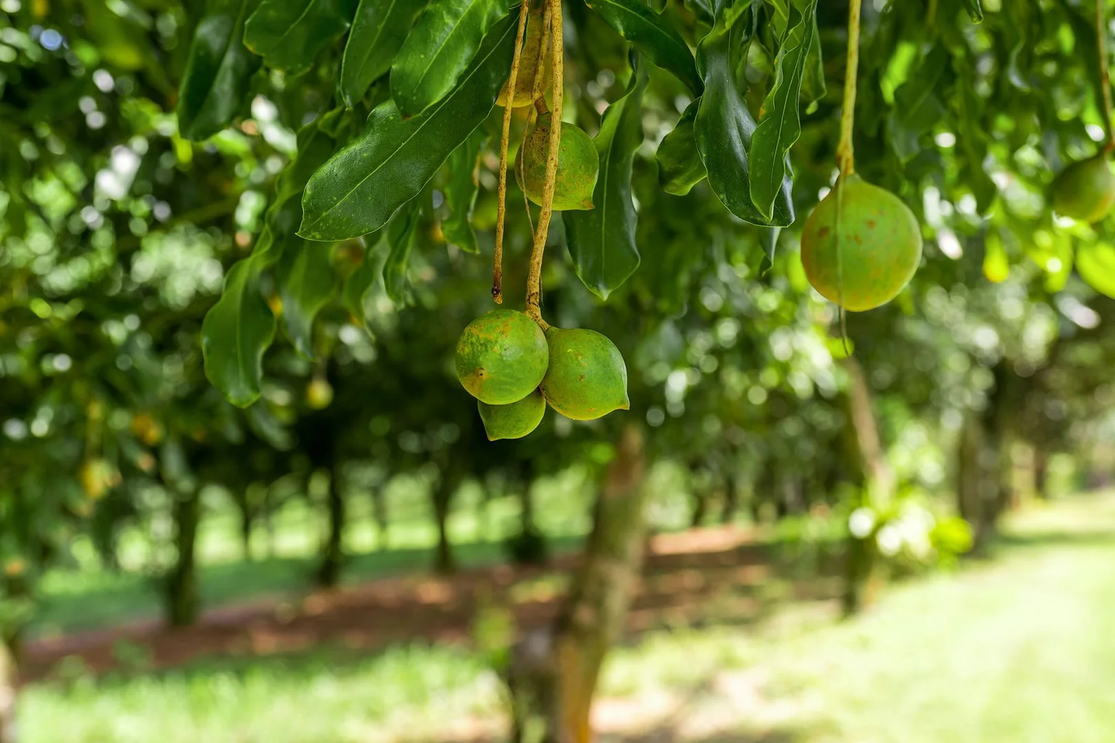 Additional image 21 of 323 Alcorn Road, Knockrow NSW 2479