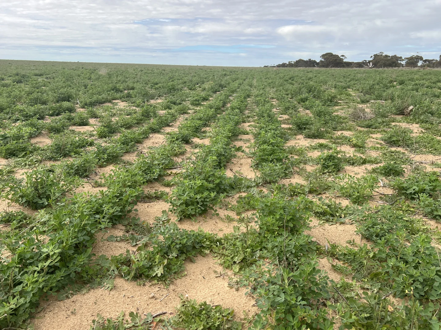 Additional image 2 of Allotment 92 Perponda Road, Karoonda SA 5307