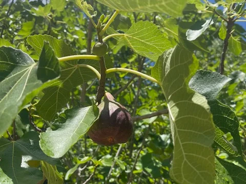 Additional image 26 of 40 Koala Crescent, Coonabarabran NSW 2357