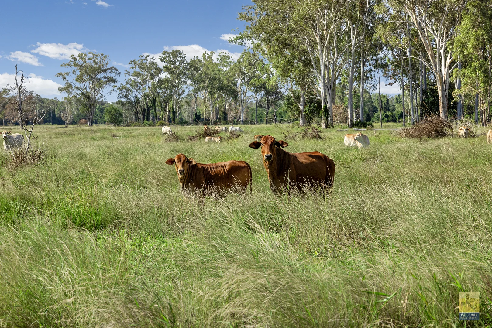 Additional image 22 of 85 Colinwood Lane, Boyne Valley QLD 4680