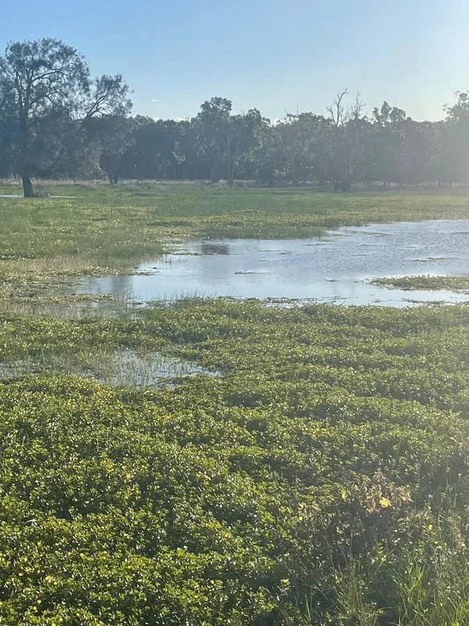 Additional image 4 of 9812 Pilliga Road, Coonamble NSW 2829