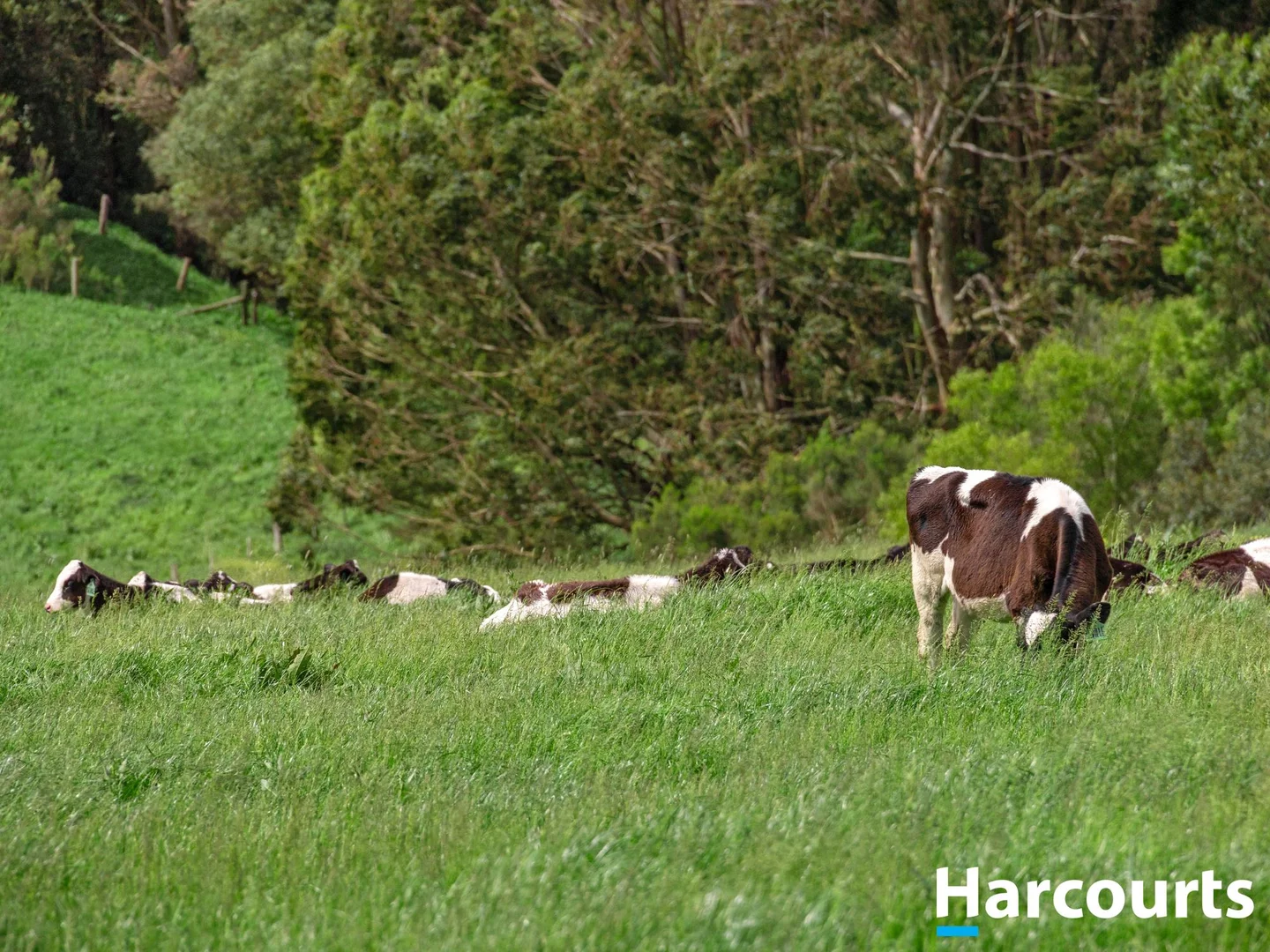 Additional image 35 of 975 Falls Road, Fish Creek VIC 3959