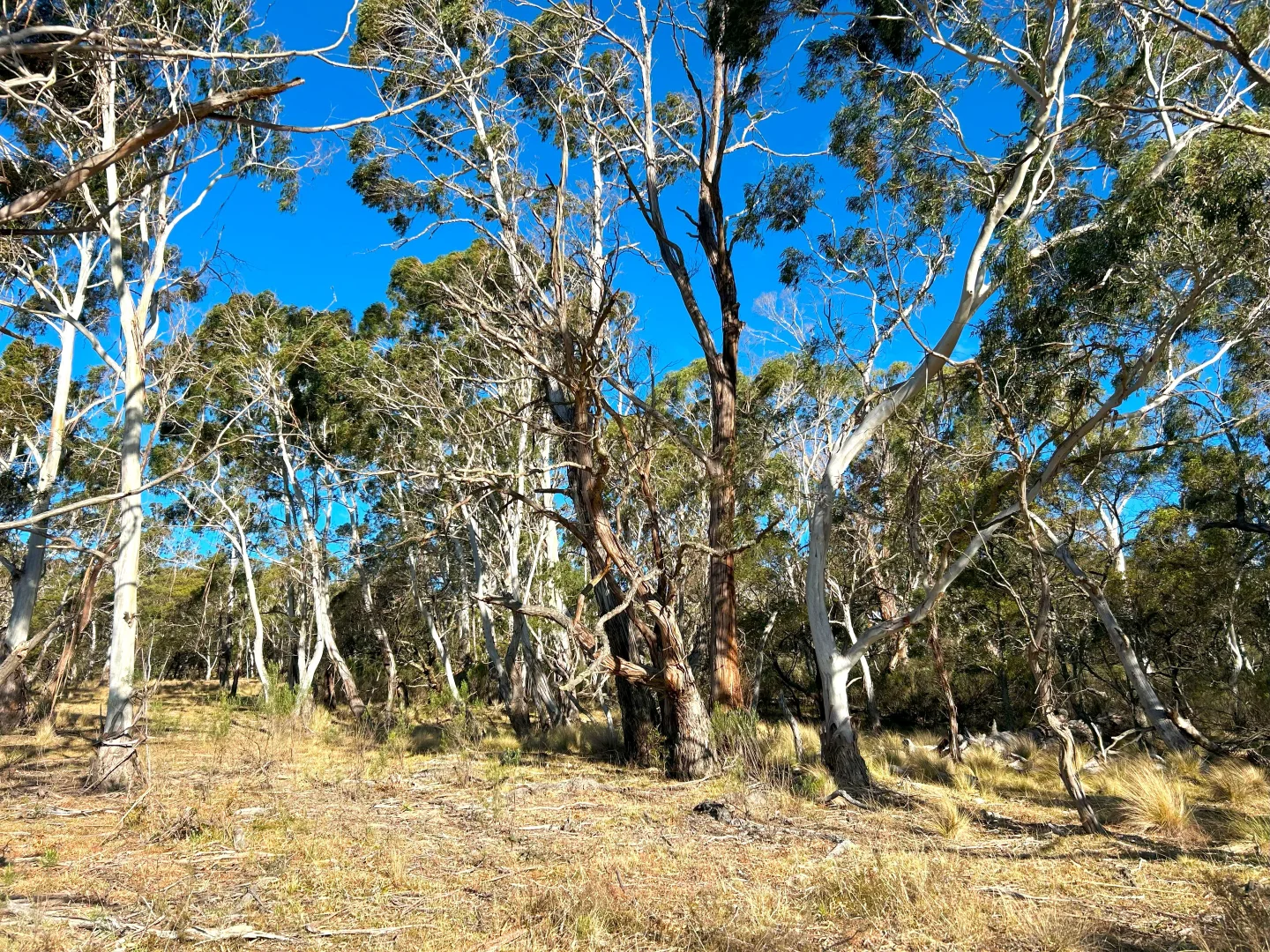 Additional image 22 of 11 & 128 Stoney Ridge Road, Braidwood NSW 2622