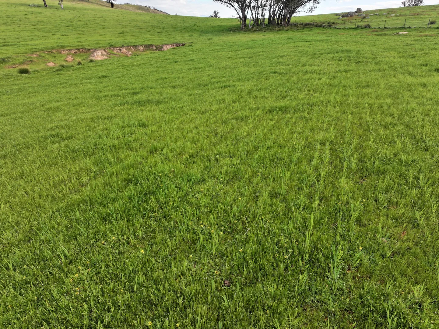 Additional image 6 of 'Rosewood' 850 Pulletop Road, Big Springs NSW 2650