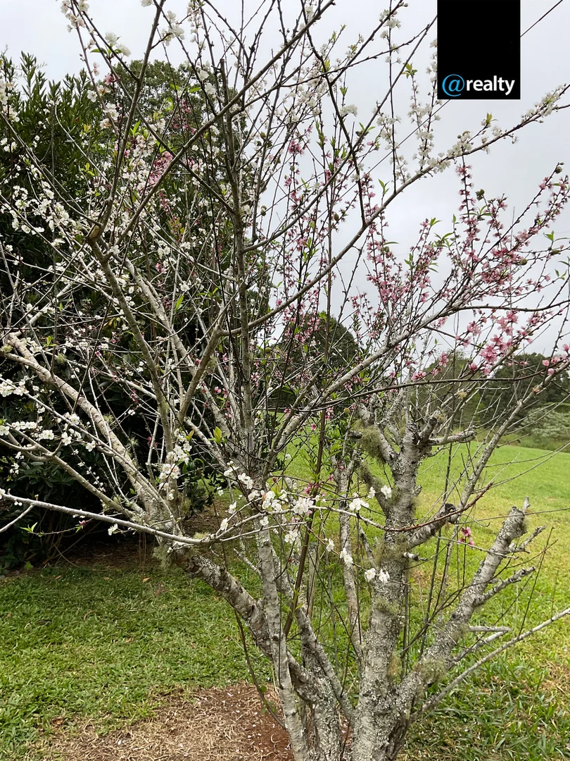 Additional image 49 of 6 South Arm Close, Ravenshoe QLD 4888