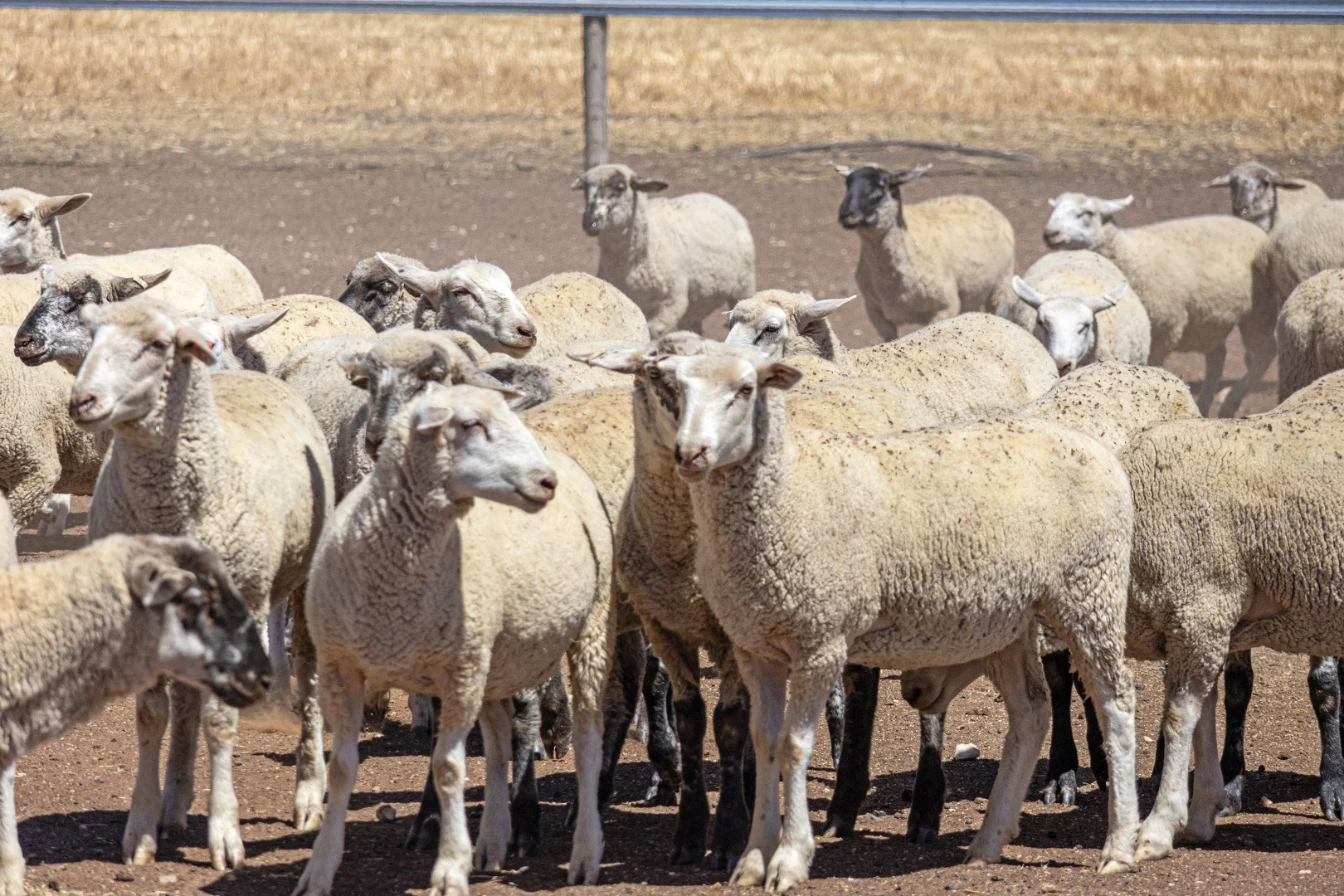 Additional image 11 of 'Merilden Feedlot' & 'Brads', Manoora SA 5414