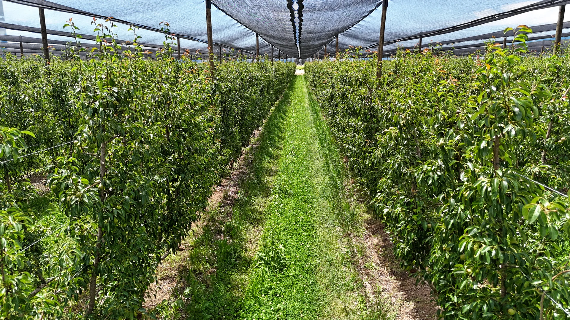 Additional image 5 of Orrvale VIC 3631