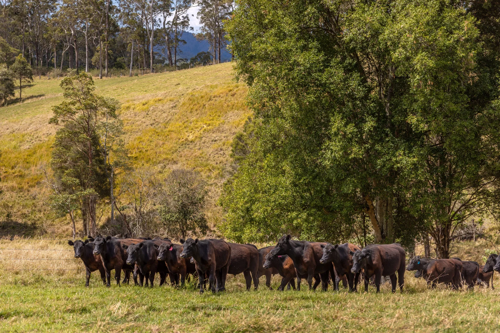 Additional image 20 of 129 Days Road, Belbora NSW 2422