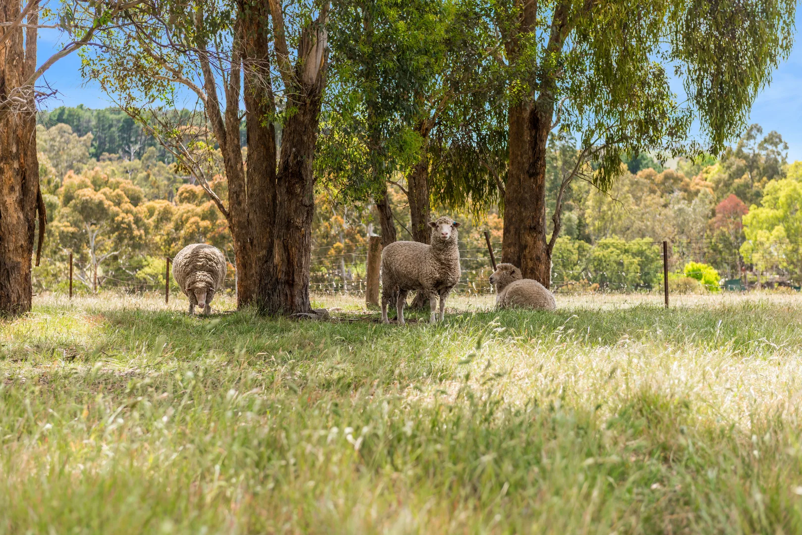 Additional image 22 of 2 Fennelly Drive, Pyalong VIC 3521