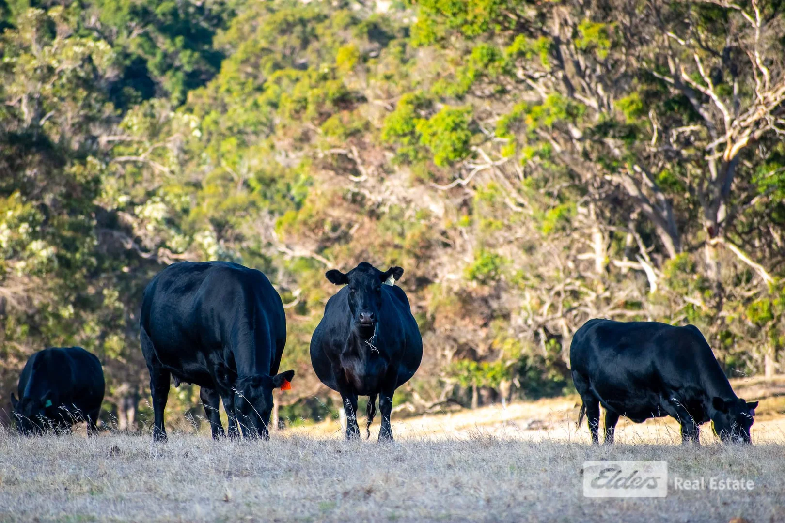 Additional image 25 of 456 Takenup Road, Napier WA 6330