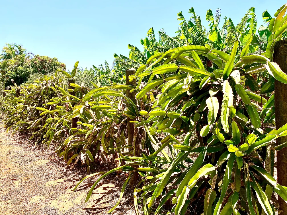 Additional image 42 of 600 South River Road, South Plantations WA 6701