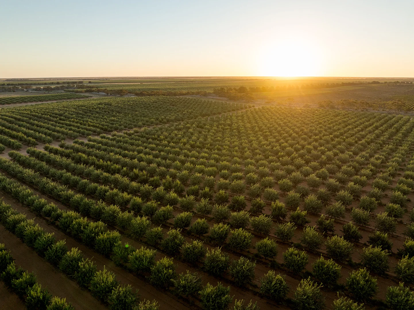 Additional image 4 of 971 Wilga Road, Red Cliffs VIC 3496