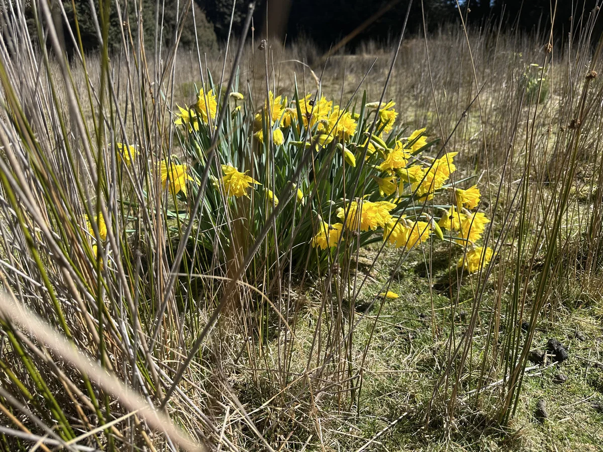 Additional image 5 of 12627 Highland Lakes Road, Golden Valley TAS 7304
