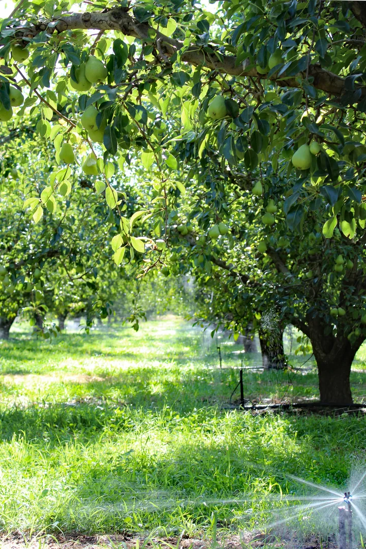 Additional image 9 of Orrvale VIC 3631