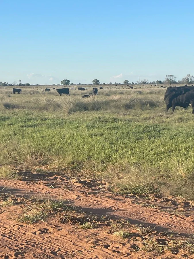 Additional image 7 of 9812 Pilliga Road, Coonamble NSW 2829