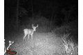 Additional image 24 of 9576 State Route 161 Ext, Iuka, IL, 62849