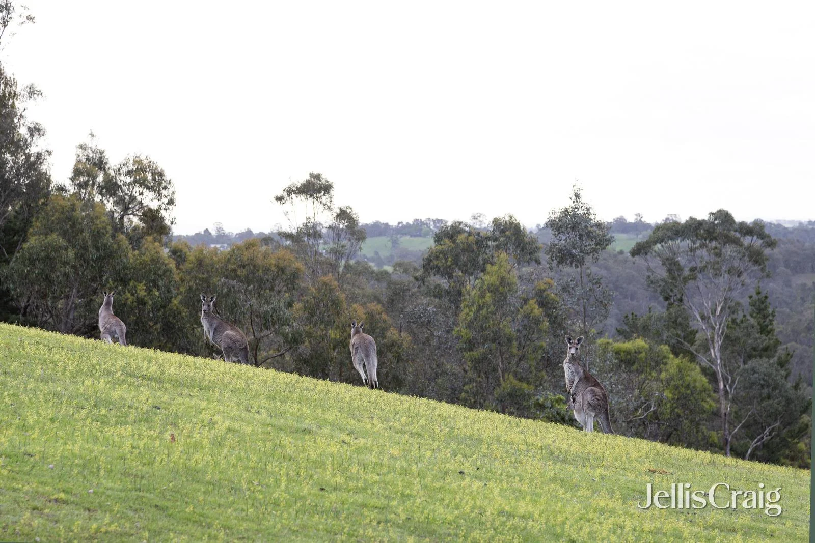 Additional image 22 of 20 Kerrs Road, St Andrews VIC 3761