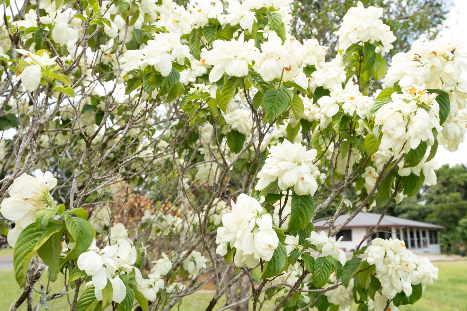 Additional image 10 of 16-18 Hielscher St, Tully QLD 4854