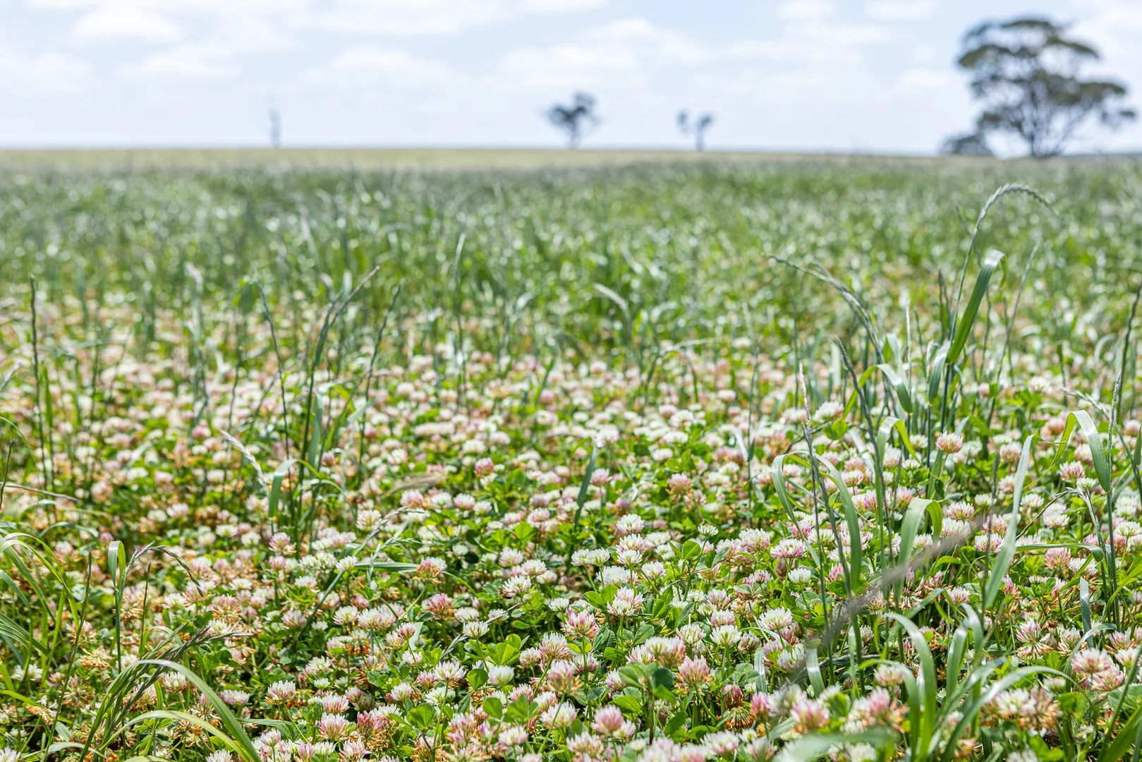 Additional image 2 of 1090 Six Chain Road, Killara VIC 3312