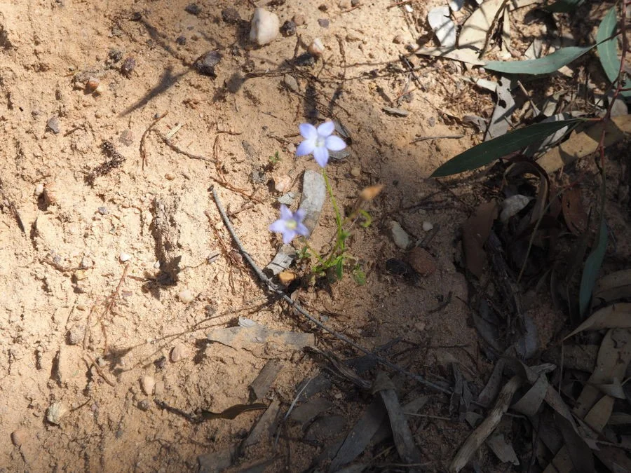 Additional image 7 of Lot 23 Melrose Estate Road, Warialda NSW 2402