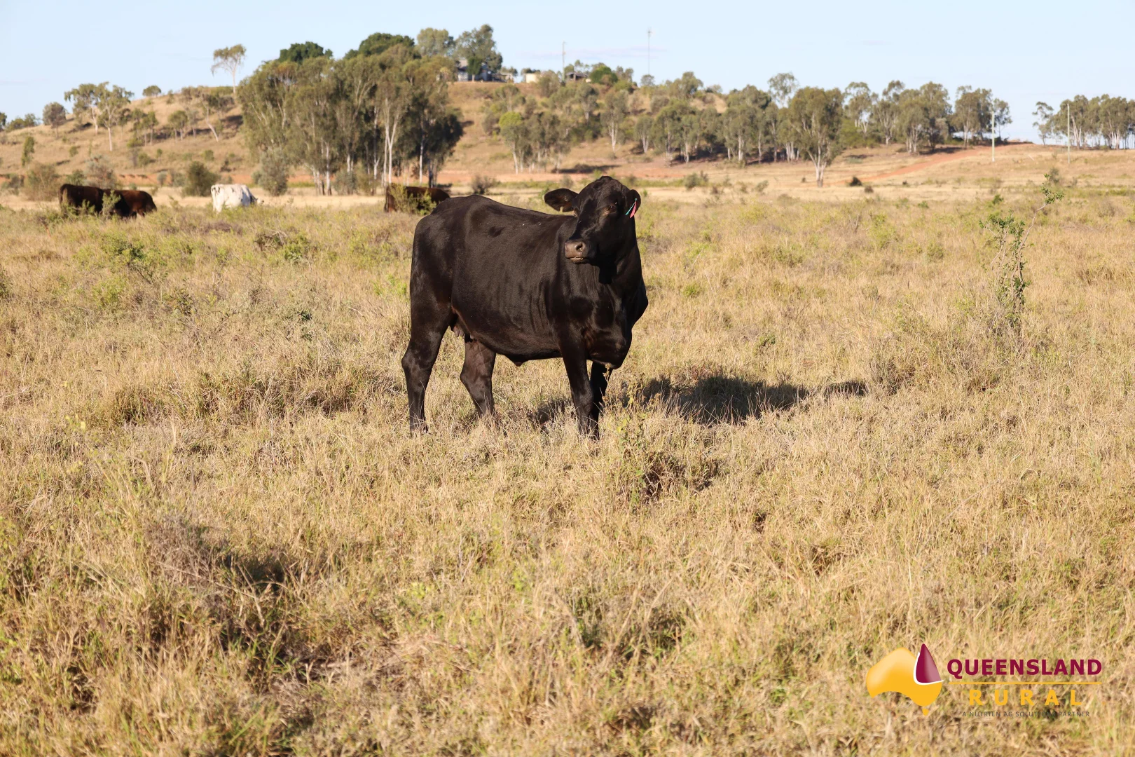 Additional image 21 of Llanarth QLD 4820