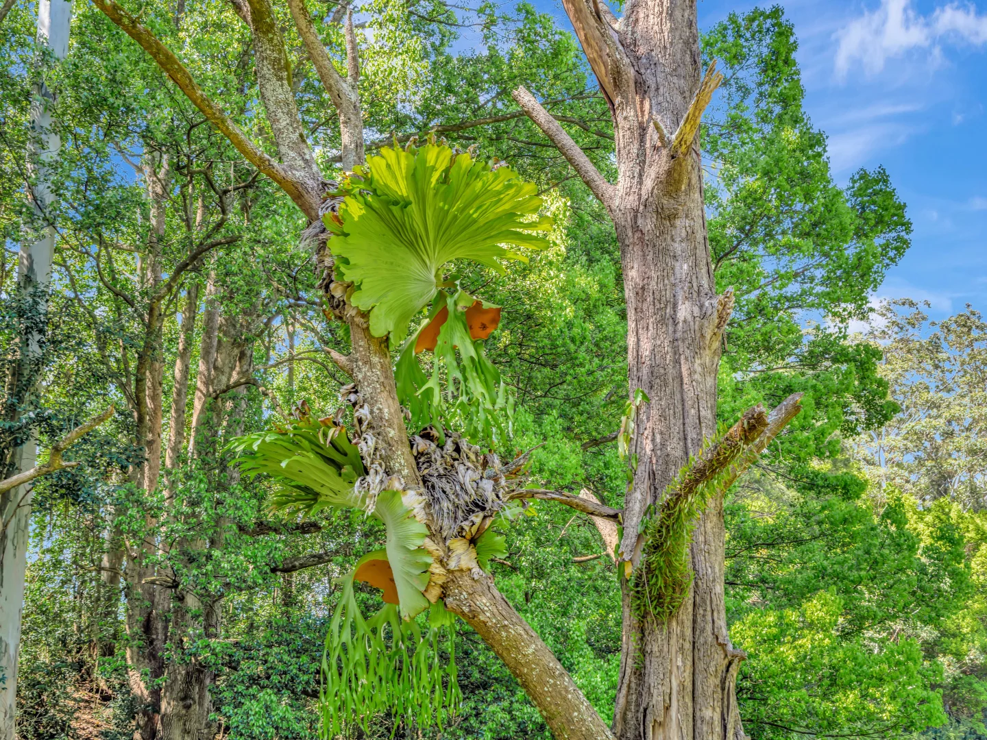 Additional image 18 of 923 Orara Way, Nana Glen NSW 2450