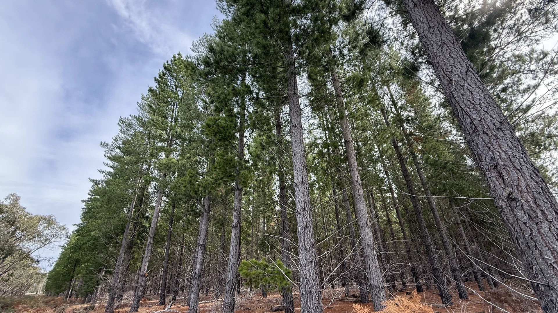 Additional image 10 of Lot 1 Jim Ryans Road, Edenhope VIC 3318