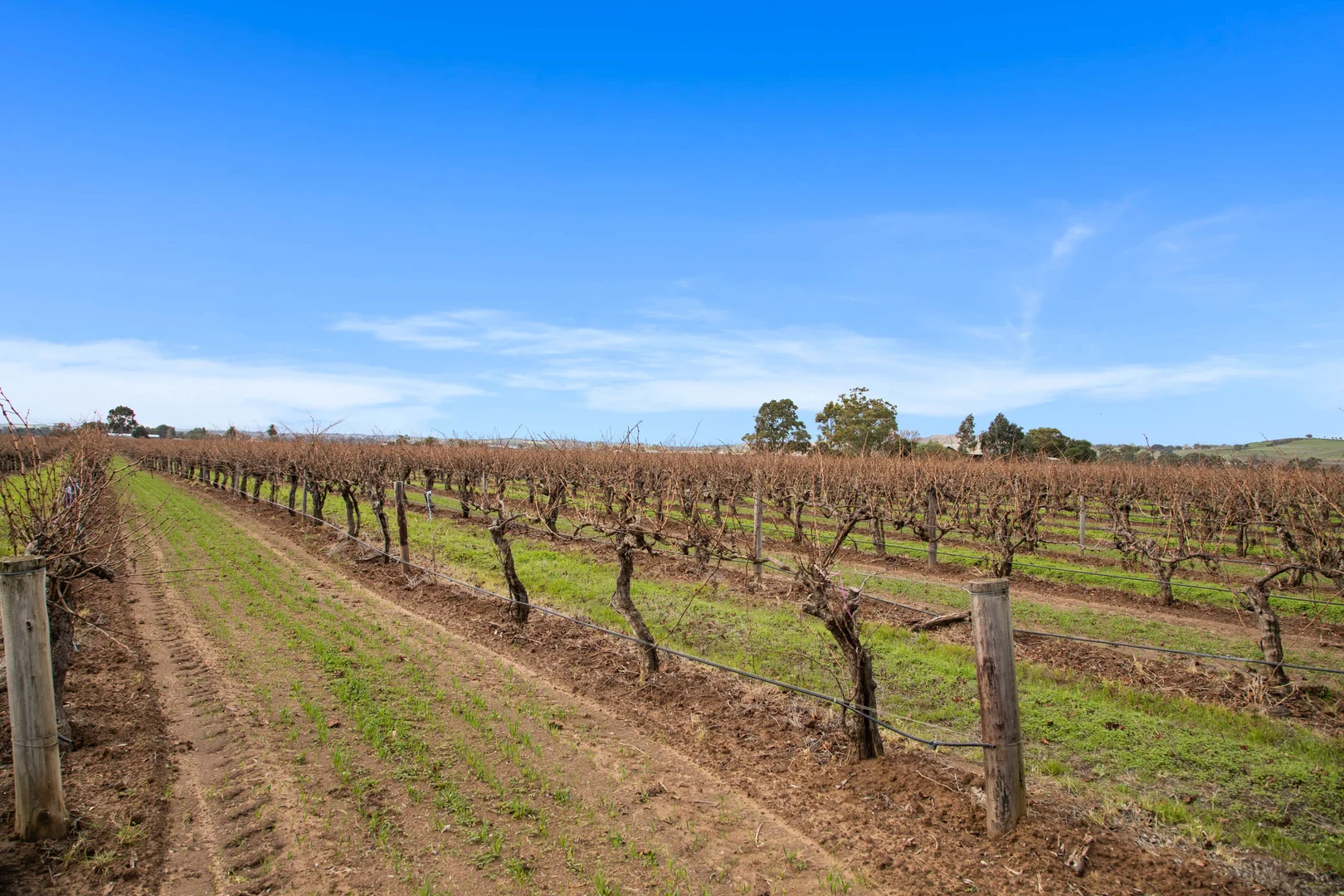 Additional image 7 of Lot 351 Angaston Road, Nuriootpa SA 5355