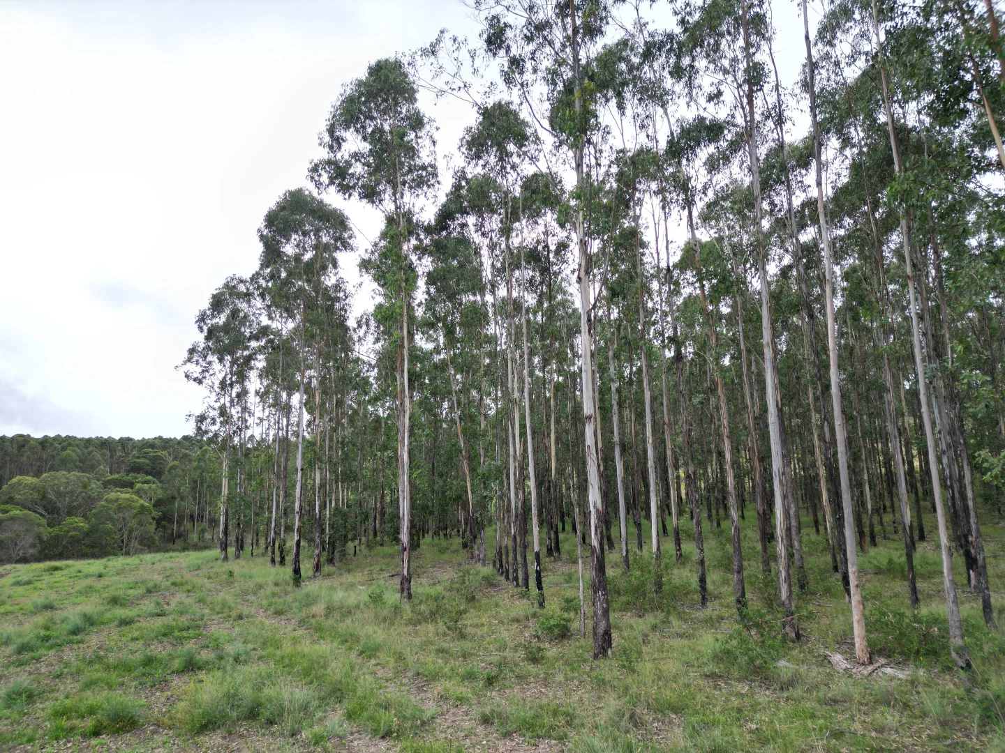 Additional image 6 of 7877AB Mount Lindesay Road, Legume NSW 2476