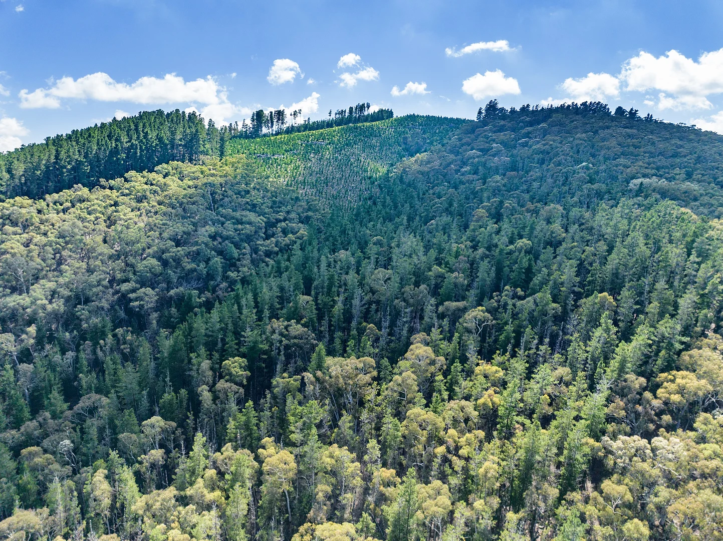 Additional image 4 of 771 Greywacke Road, Twenty Forests NSW 2795