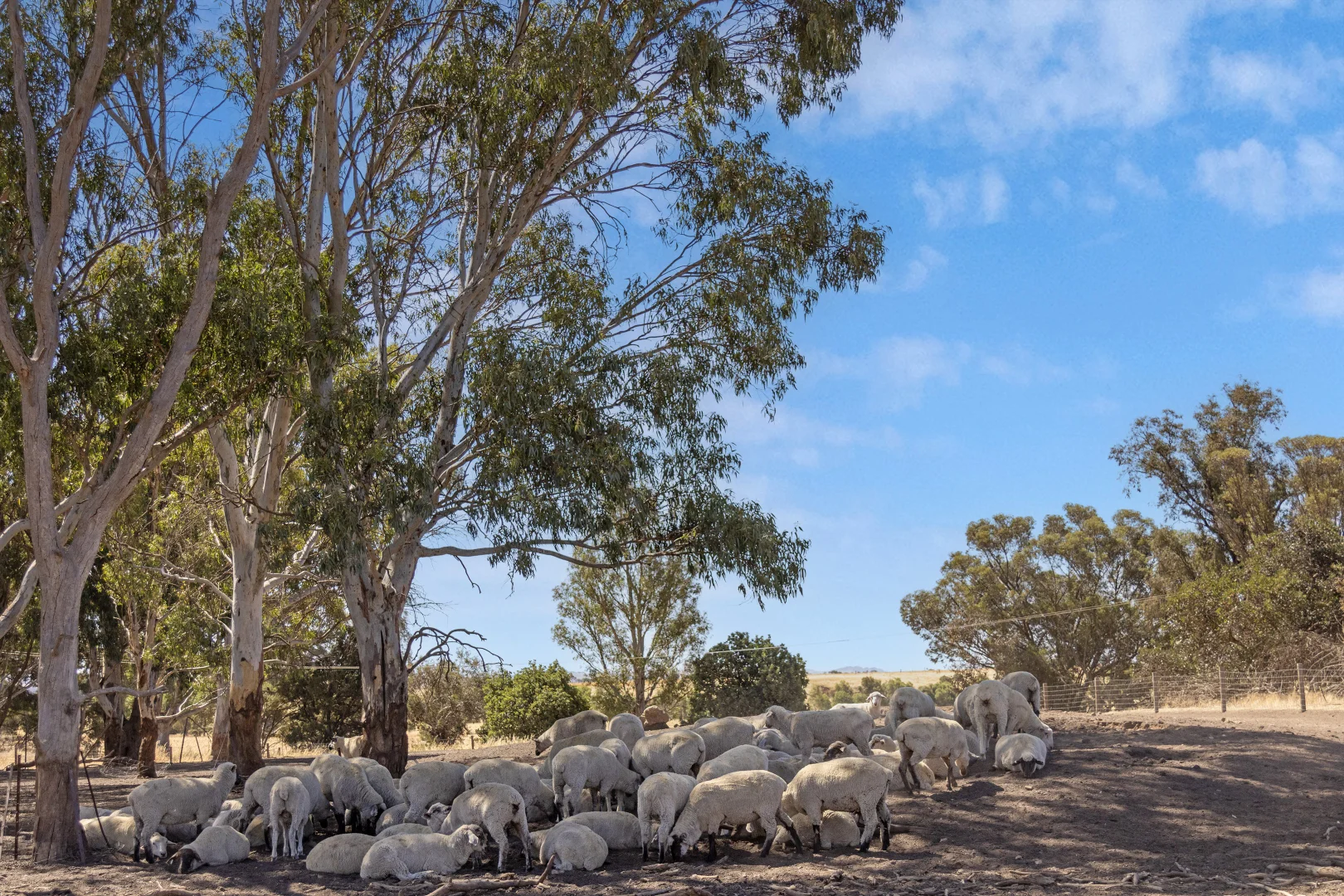 Additional image 15 of 'Merilden Feedlot' & 'Brads', Manoora SA 5414
