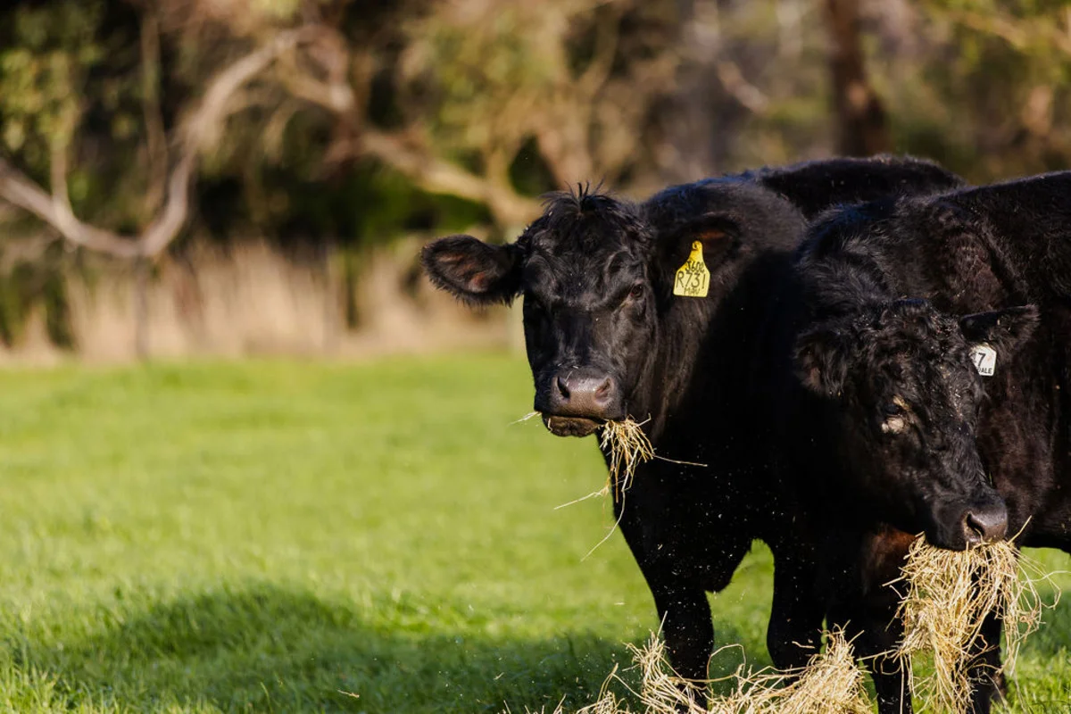 Additional image 10 of 44 Thompson Road, Gherang VIC 3240