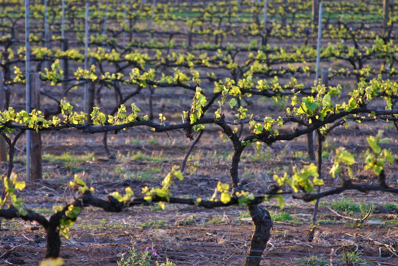 Additional image 8 of Lot 20 Spring Farm Road, Spring Farm SA 5453