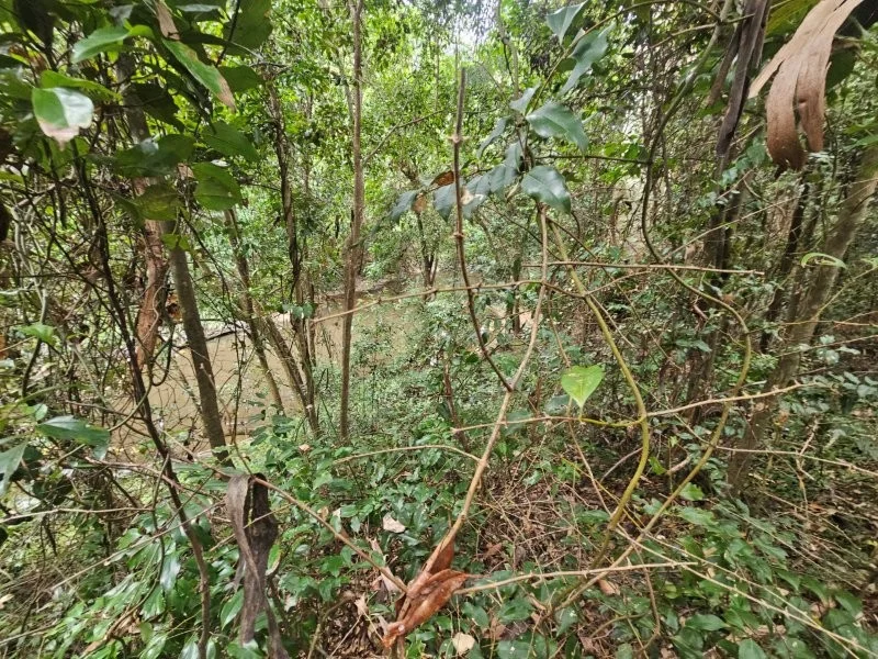 Additional image 17 of 0 Davis Road, Bauple Forest QLD 4650