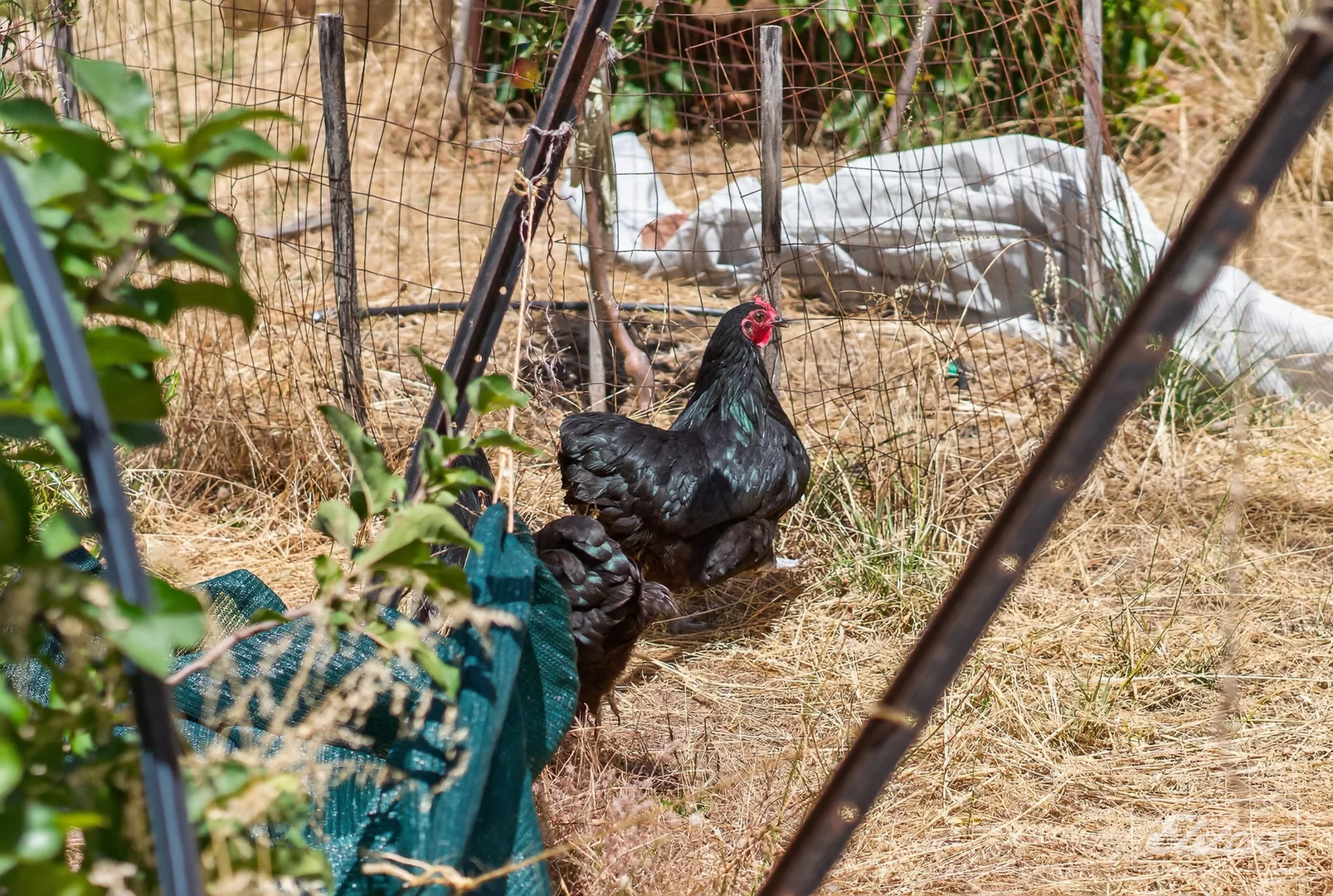 Additional image 20 of 839 Signal Flat Road, Finniss SA 5255