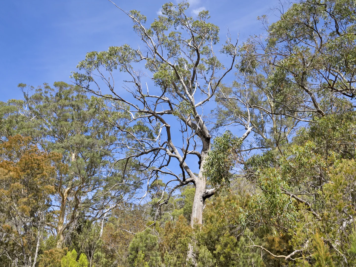 Additional image 6 of 2 and 3 White Beach Road, White Beach TAS 7184