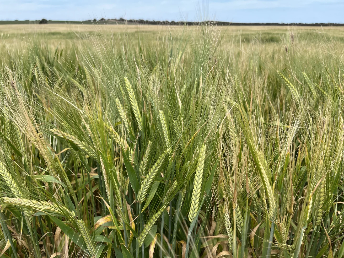 Additional image 5 of 2117 Senior Road, Senior SA 5268