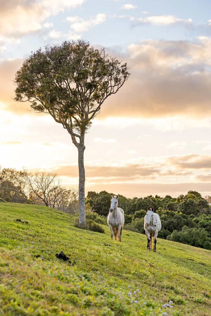 Additional image 41 of 306 Burgum Road, North Maleny QLD 4552
