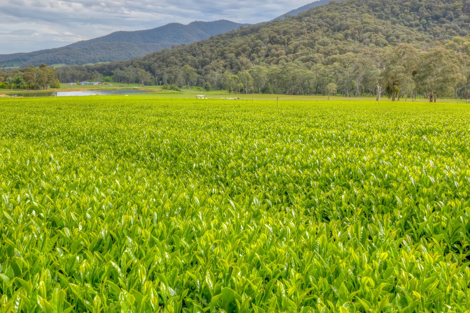 Additional image 19 of 227 Mount Porepunkah Road, Bright VIC 3741