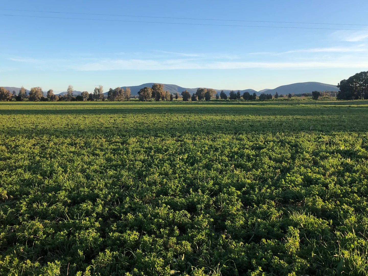 Additional image 11 of Gooloogong NSW 2805