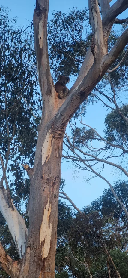 Additional image 36 of 231 Golf Course Road, Heywood VIC 3304