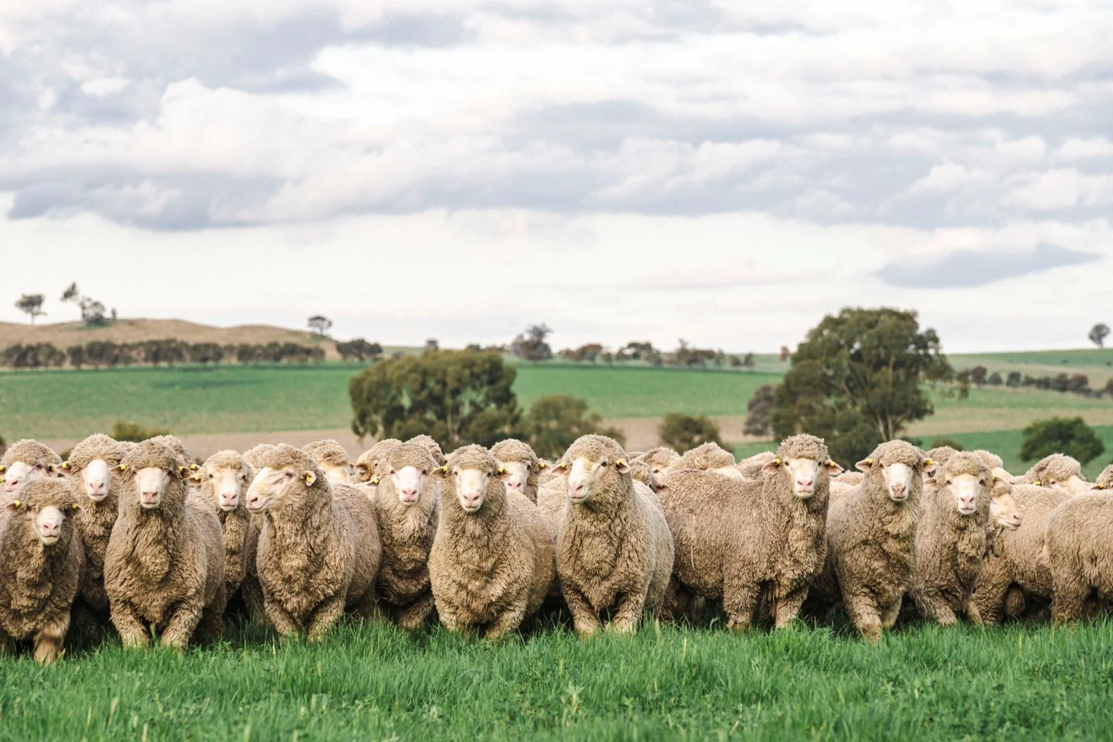 1679 Stockinbingal Road, Cootamundra NSW 2590