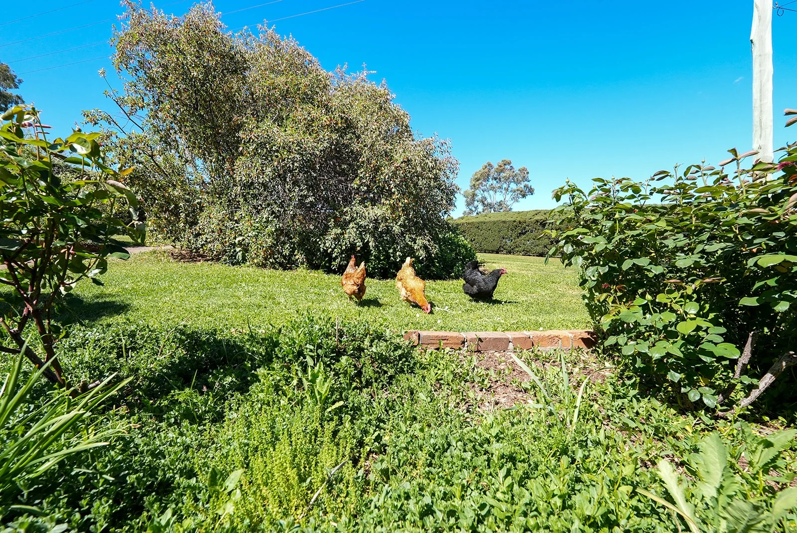 Additional image 28 of Cudal NSW 2864