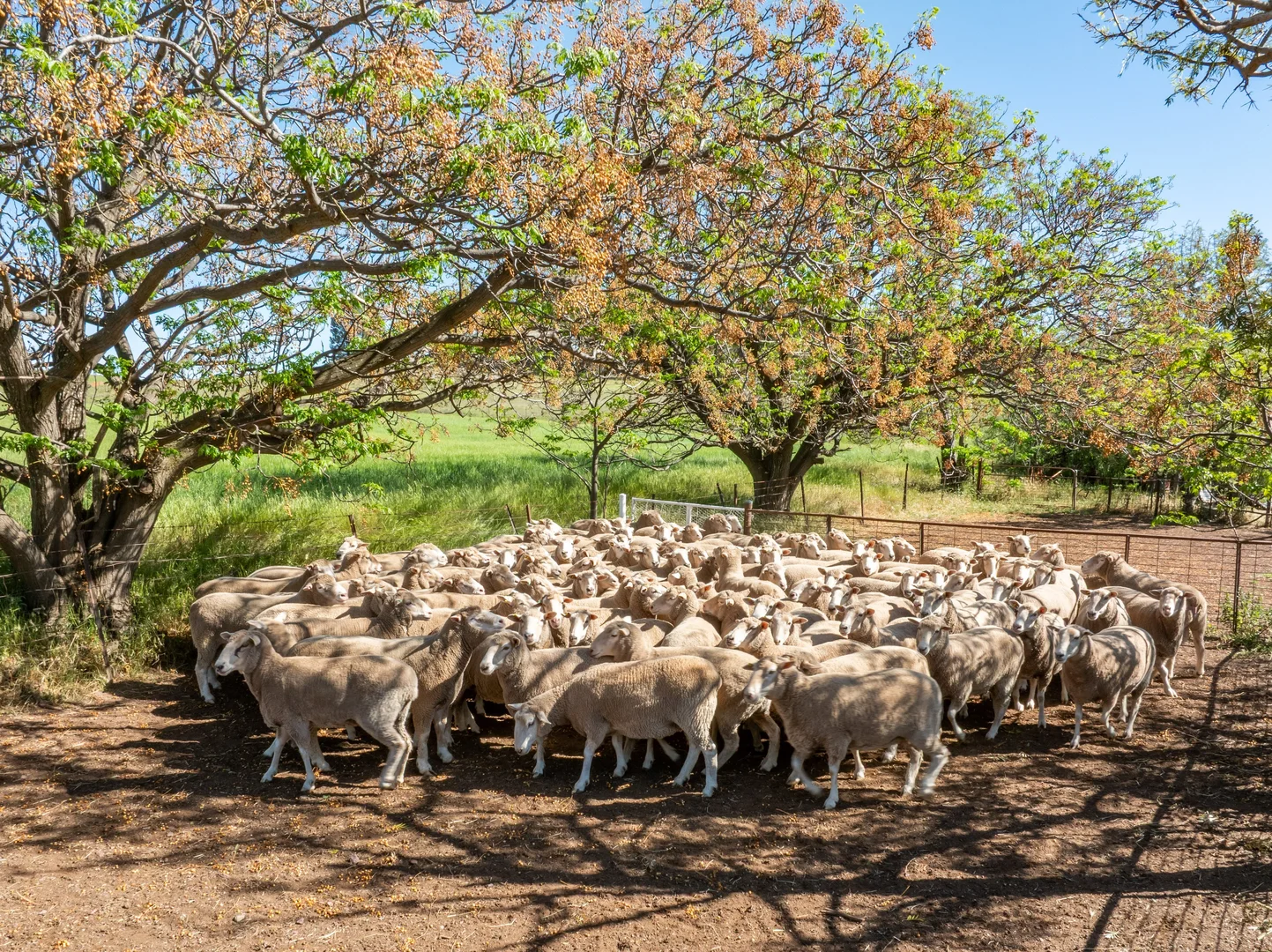 Additional image 24 of 92 Campbells Lane, Canowindra NSW 2804