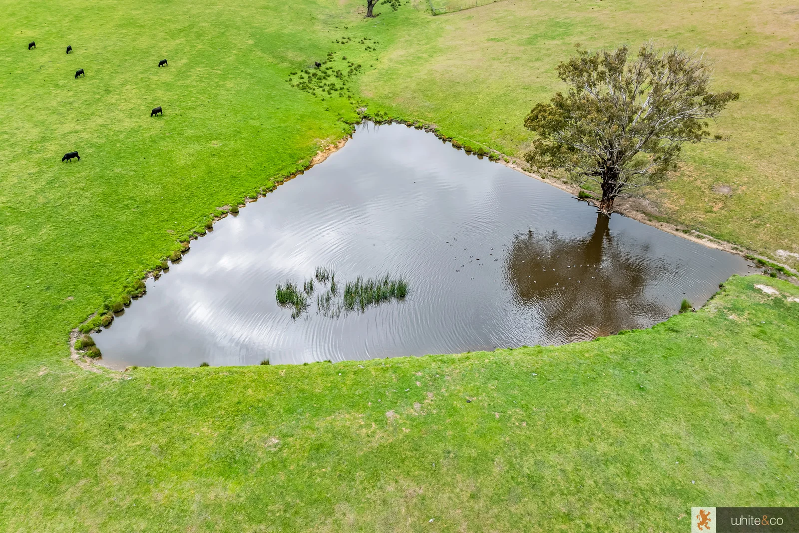 Additional image 9 of 1, 2 & 3/170 Dalls Road, Whittlesea VIC 3757