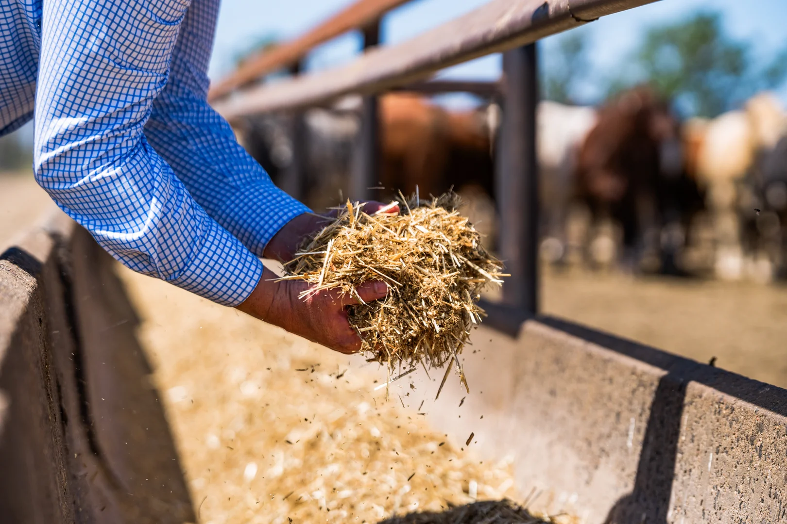 Additional image 9 of 'Ashby' 48 Felton View Road, Ellangowan QLD 4361