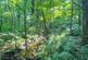 Additional image 16 of Mere Brow Wood (almost 13 acres), Mere Brow, Preston, Lancashire PR4